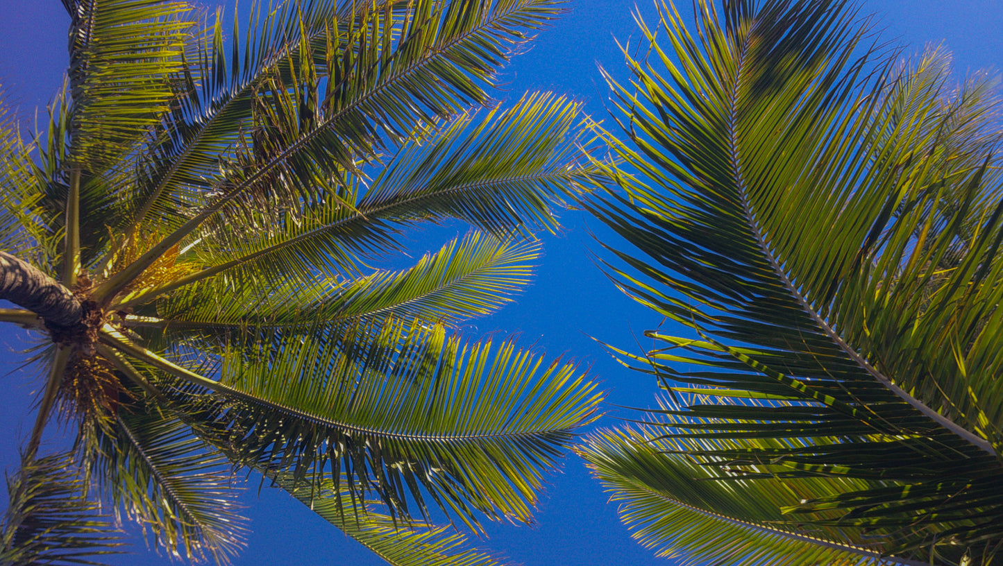 Palm tree sky