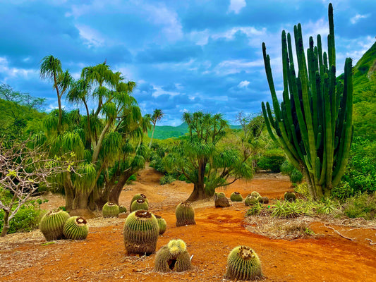 Cactus Park - 3x4