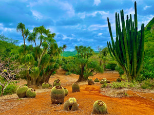 Cactus Park - 3x4