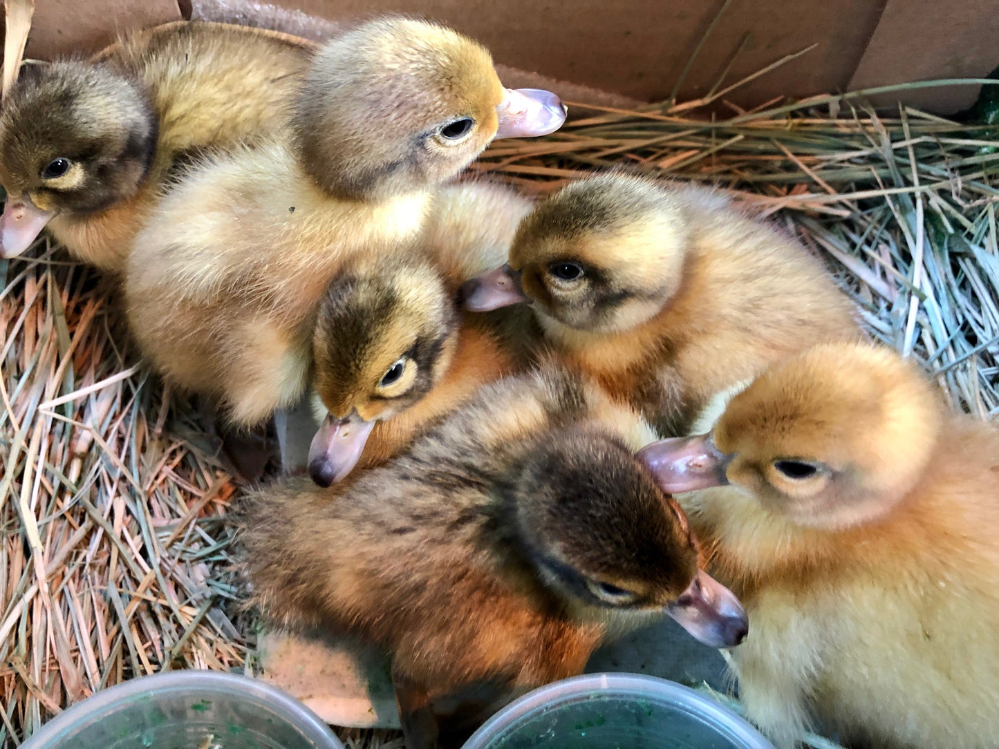 Canetons/Ducklings
